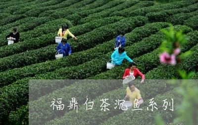 福鼎白茶沉鱼系列/2023070795937