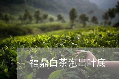 福鼎白茶泡出叶底/2023112656240