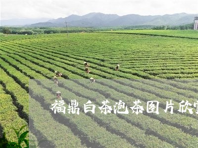 福鼎白茶泡茶图片欣赏大全/2023042595037