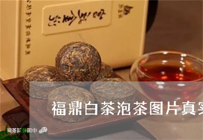 福鼎白茶泡茶图片真实大全/2023111593828