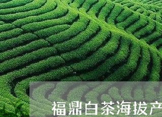 福鼎白茶海拔产地/2023112661795