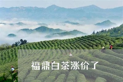 福鼎白茶涨价了/2023060804026