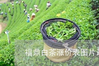 福鼎白茶涨价表图片最新/2023110123727