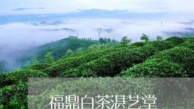 福鼎白茶湛艺堂/2023062891714