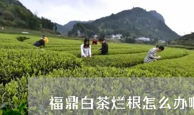 福鼎白茶烂根怎么办啊视频/2023042645049