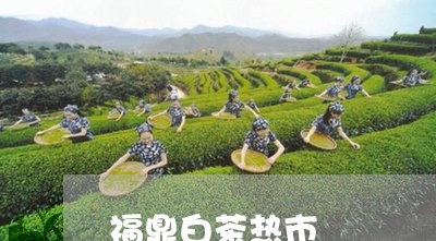 福鼎白茶热市/2023062869503