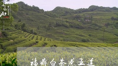 福鼎白茶煮五道/2023112529481