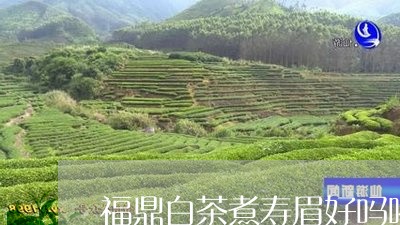 福鼎白茶煮寿眉好吗喝多少/2023042604139