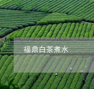 福鼎白茶煮水/2023052215371