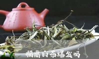 福鼎白茶爆发吗/2023060803048