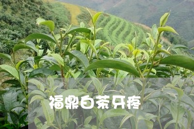 福鼎白茶牙疼/2023052231725