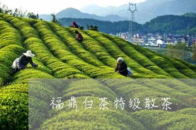 福鼎白茶特级散茶/2023062822595