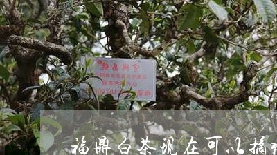 福鼎白茶现在可以摘嘛/2023062915160