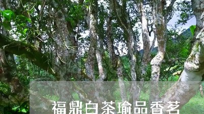 福鼎白茶瑜品香茗/2023111675139