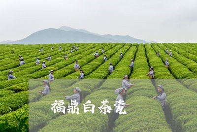 福鼎白茶瓷/2023082737364