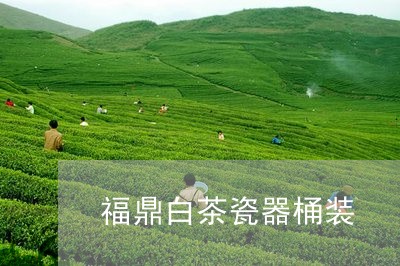 福鼎白茶瓷器桶装/2023070759717