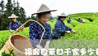 福鼎白茶甘千家多少钱/2023120787269