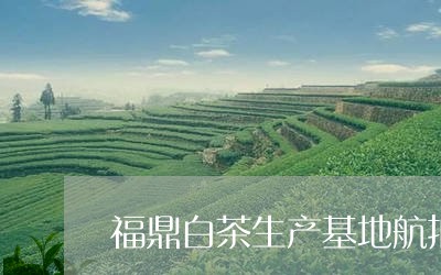 福鼎白茶生产基地航拍/2023120639793