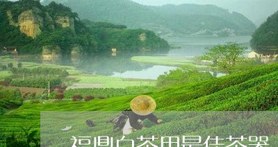 福鼎白茶用最佳茶器/2023120389493