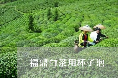 福鼎白茶用杯子泡/2023112608581