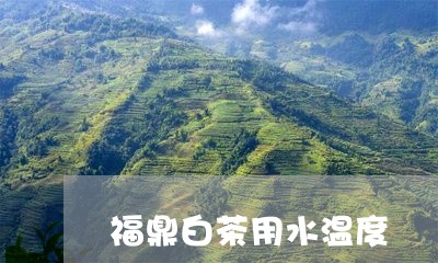 福鼎白茶用水温度/2023112551605