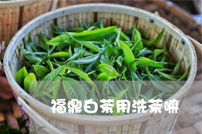 福鼎白茶用洗茶嘛/2023112625260