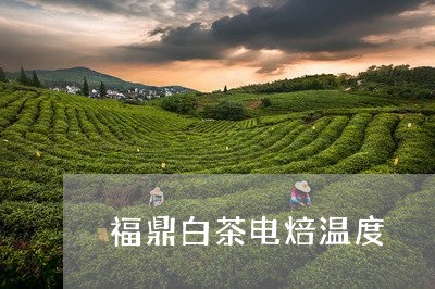 福鼎白茶电焙温度/2023070741705