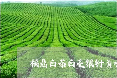 福鼎白茶白毫银针青味/2023120603937