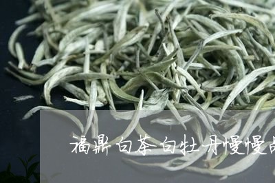 福鼎白茶白牡丹慢慢品/2023111536473