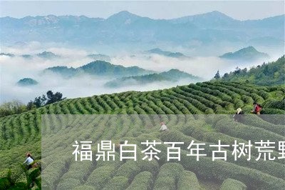 福鼎白茶百年古树荒野茶/2023092128301