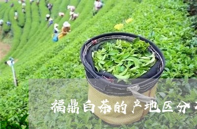 福鼎白茶的产地区分布/2023120648270