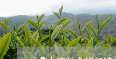 福鼎白茶的介绍和特点/2023120807260