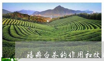 福鼎白茶的作用和效果/2023091646060