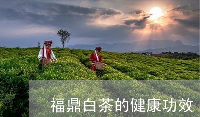 福鼎白茶的健康功效/2023120313036