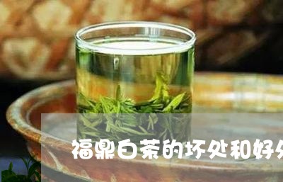 福鼎白茶的坏处和好处/2023062976240