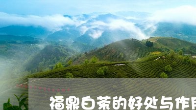 福鼎白茶的好处与作用/2023091512725