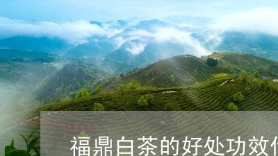 福鼎白茶的好处功效作用及禁忌/2023062871525