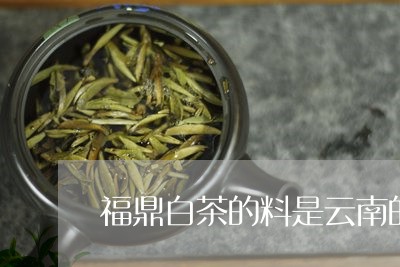 福鼎白茶的料是云南的/2023062995067