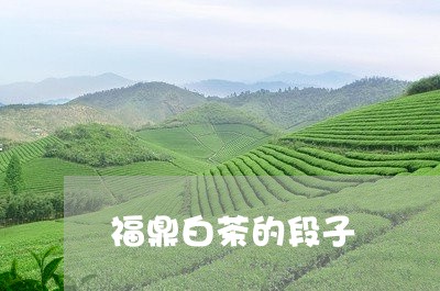 福鼎白茶的段子/2023060888351