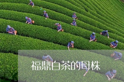 福鼎白茶的母株/2023060884937