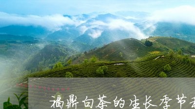 福鼎白茶的生长季节和时间/2023042519682