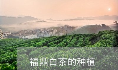 福鼎白茶的种植/2023060883716