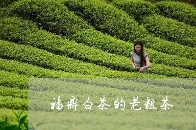 福鼎白茶的老粗茶/2023112677373