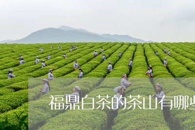 福鼎白茶的茶山有哪些名字/2023042525393