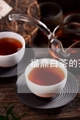 福鼎白茶的茶山特点是什么/2023042507147