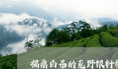 福鼎白茶的荒野银针礼品/2023092503937