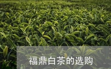 福鼎白茶的选购/2023060850692