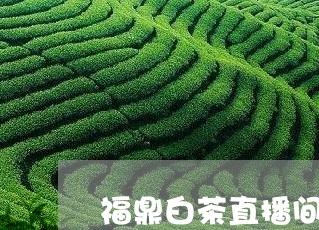 福鼎白茶直播间芃白/2023082674926