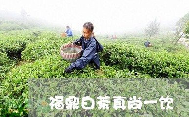 福鼎白茶真尚一饮/2023082684838