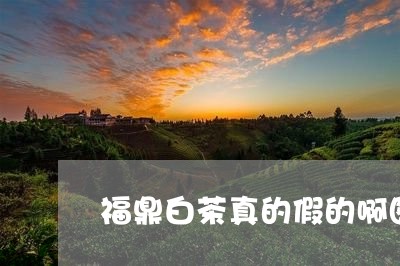 福鼎白茶真的假的啊图片/2023110214259